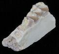 Oligocene Ruminant (Leptomeryx) Jaw Section #60971-1